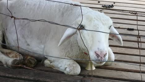 Sheep-in-a-wire-cage.-goat-farming