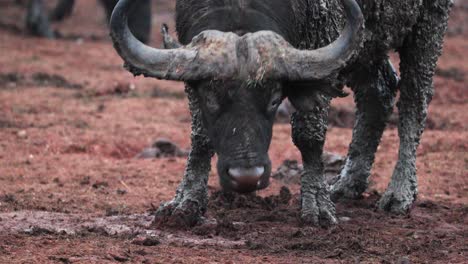 Cerca-De-Un-Búfalo-Africano-Buscando-Comida