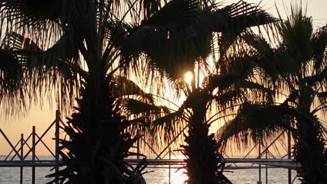 Closeup-shot-of-palm-trees-with-sun-and-sea-on-sunset-in-Turkey