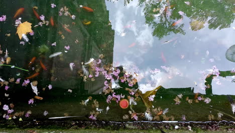 Goldfish-or-Koi-fish-in-a-pond-with-leaves-and-debris-floating-on-the-water