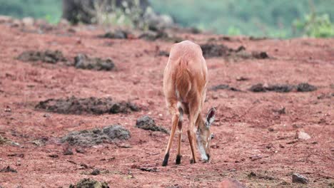 An-Antelope-In-The-Wild-In-Aberdare-Range,-Kenya---Wide-Shot