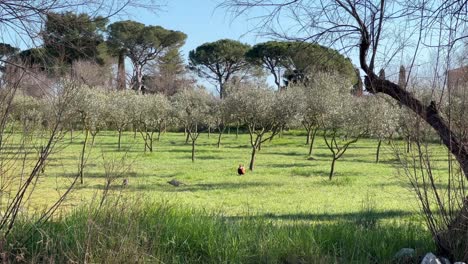Serene-Day-on-Torcello-Island,-Venice,-Italy:-4K-Static-Shot-of-Birds-Amidst-Historic-Orchards,-Revealing-Byzantine-Architecture-and-Tranquil-Lagoon-Views
