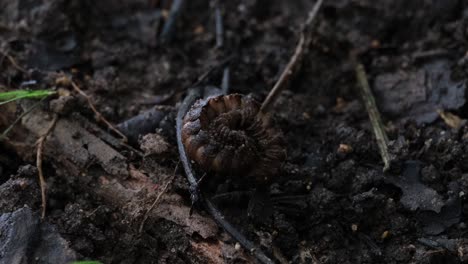 Curled-up-and-slowly-awakens-to-move-and-open-its-body-as-seen-on-the-forest-ground-deep-in-the-jungle,-Millipede,-Orthomorpha,-Thailand