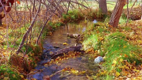 Nevada-woodland-stream-in-Autumn