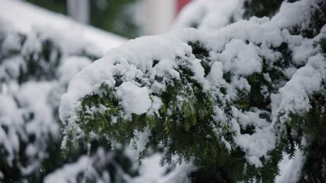 Nieve-Cayendo-Sobre-Un-Pino-En-El-País-De-Las-Maravillas-Invernal-Suiza