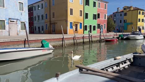 Cisne-Deslizándose-Por-Los-Serenos-Canales-De-La-Isla-De-Burano,-Venecia,-Italia.