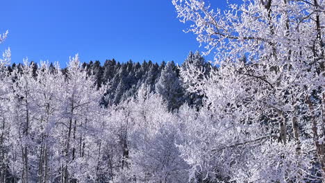 Cold-iced-melting-white-sunny-December-winter-Christmas-Xmas-frosted-Aspen-trees-forest-first-snow-aerial-cinematic-drone-bluebird-Evergreen-Colorado-Rocky-Mountain-scene-slowly-right-circle-motion