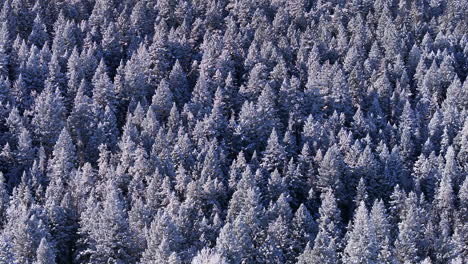 Cold-iced-white-December-winter-Christmas-Xmas-frosted-pine-conifer-trees-forest-first-snow-aerial-cinematic-drone-bluebird-snow-melting-Evergreen-Colorado-Rocky-Mountain-scene-slowly-left-motion