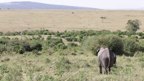 a-clip-about-an-elephant-standing-an-grass-landscape