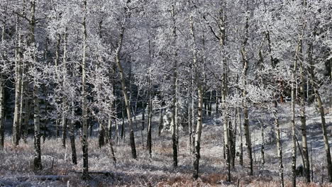 Dezember,-Weihnachten,-Frostig,-Gefrostet,-Erster-Schnee,-Luftaufnahme,-Filmische-Drohne,-Eiskalter-Drosselschnee,-Schmelzender-Espenwald,-Immergrüner-Colorado,-Felsiger-Berg,-Natur,-Landschaft-Nach-Links,-Gleitbewegung
