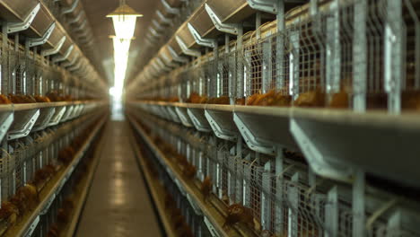 Time-lapse-of-caged-chicken-eating-inside-a-poultry-meat-processing-factory