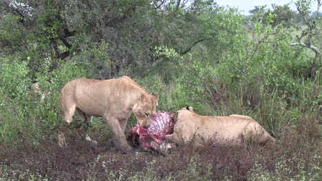 As-two-lionesses-feed-on-a-kudu-carcass,-one-turns-it-on-to-the-other-side