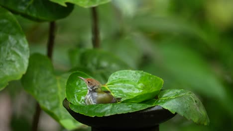 the-cute-little-olive-backed-tailorbird-is-playing-in-the-water-on-a-green-bowl-leaf