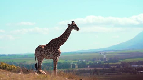 Eine-Giraffe,-Die-In-Einem-Offenen-Tal-Statuiert
