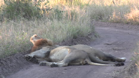 Male-lions-roll-in-the-scent-of-another-species-on-a-south-african-dirt-road