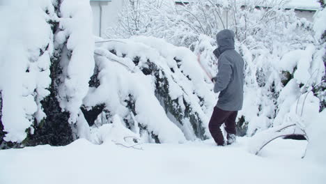 Wide-shot-of-freeing-an-evergreen-tree-from-the-snow-in-early-December