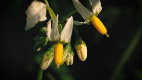 Makroaufnahme-Einer-Weißen-Und-Gelben-Winzigen-Blume
