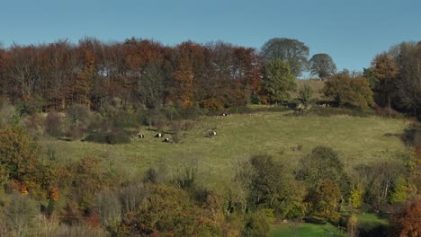 Herbstliche-Landschaft-Im-Vereinigten-Königreich,-Kühe-Mit-Gürtel,-Galaway-Luftaufnahme,-Cotswolds,-Gloucestershire