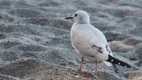 A-curious-New-Zealand-Black-Billed-Gull-explores-a-sandy-beach