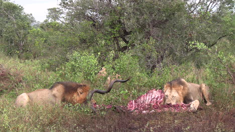 Männliche-Löwen-Ernähren-Sich-Vom-Fleisch-Einer-Frisch-Getöteten-Kudu-Antilope
