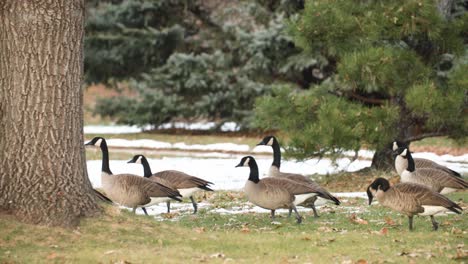 A-Corp,-Trip-of-birds,-Canadian-Geese-walk-behind-a-tree-with-a-woman-photographer-behind-them