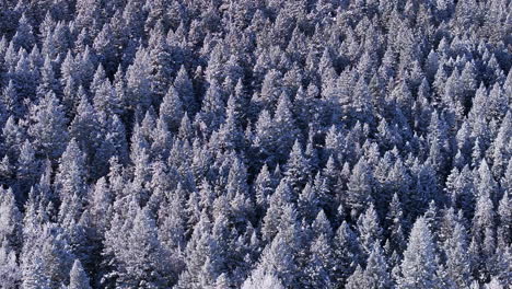 December-Christmas-Xmas-frosty-frosted-aspen-pine-conifer-trees-forest-first-snow-aerial-cinematic-drone-ice-cold-bluebird-snow-melting-Evergreen-Colorado-Rocky-Mountain-nature-scene-right-motion