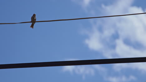 Bird-on-a-telephone-wire-on-a-partly-cloudy-day