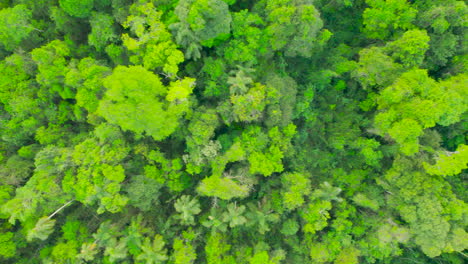 Die-Vogelperspektive-Zeigt-Einen-Wunderschönen-Und-Grünen-Dschungel