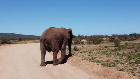 Ein-Elefant,-Der-Auf-Einer-Unbefestigten-Straße-Läuft