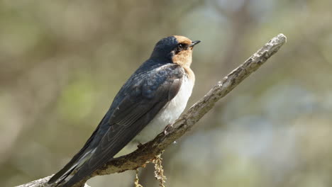 Bienvenido-Pájaro-Golondrina-Posado-En-La-Ramita-En-El-Bosque-En-Nueva-Zelanda---Primer-Plano