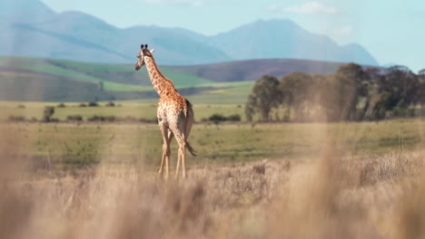 a-clip-about-a-giraffe-walking-calmly-around-a-savannah-like-landscape