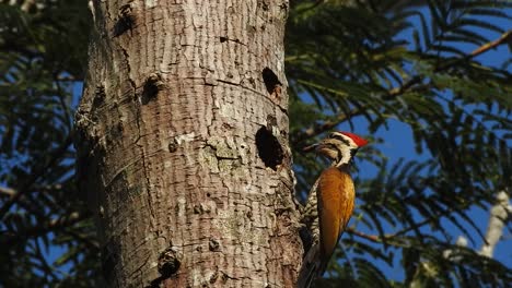 the-common-flameback-bird-or-dinopium-javanense-is-feeding-in-a-nest-in-a-dry-tree-hole
