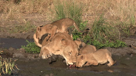 While-a-lioness-and-her-cubs-drink-at-a-waterhole,-a-little-one-jumps-on-her-back
