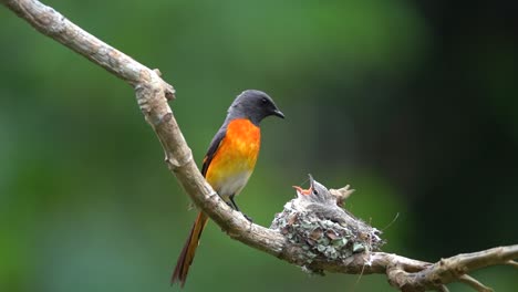 a-male-small-minivet-bird-feeds-its-young-and-the-leaves,-the-in-turn-a-female-bird-comes-which-also-feed-its-young