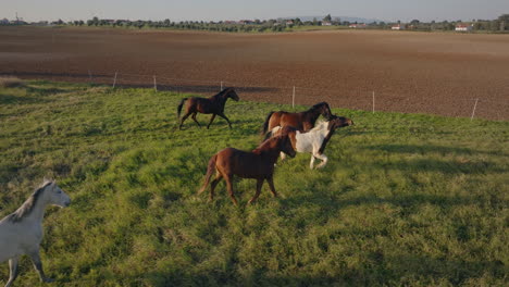 horses-in-a-prairie-in-central-portugal-slow-motion-drone-shot