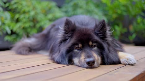 Finnischer-Lapphund-Hund,-Der-Auf-Einem-Holztisch-Im-Freien-Ruht-Und-Schläfrig-Und-Entspannt-Aussieht,-Schön-Mit-Warmem-Pelzmantel,-Flachem-Fokus,-Nahaufnahme-In-Schwarzer-Und-Brauner-Farbe