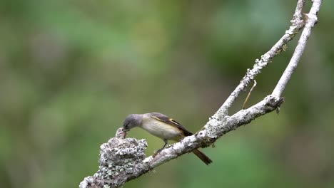 a-female-small-minivet-bird-came-with-food-and-gave-it-to-her-hungry-chicks-who-were-waiting-to-be-nested