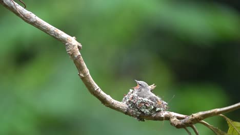 Im-Nest-Wartete-Ein-Süßes-Vogelbaby,-Ein-Kleines-Minivet,-Und-Seine-Mutter-Kam-Mit-Futter-Für-Ihn