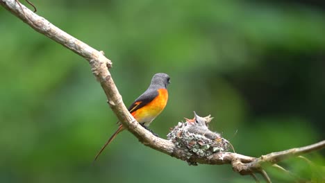 a-small-minivet-bird-was-feeding-his-two-young-in-the-nest-and-then-flew-away-leaving-them-to-look-for-more-food