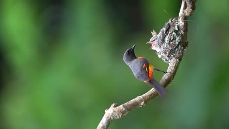 a-male-small-minivet-bird-is-feeding-its-chicks-which-are-waiting-to-be-nested