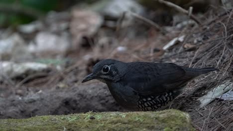 Un-Pájaro-Negro-Llamado-Zoothera-Andromedae-Está-Comiendo-Orugas-En-El-Suelo-En-Medio-Del-Bosque