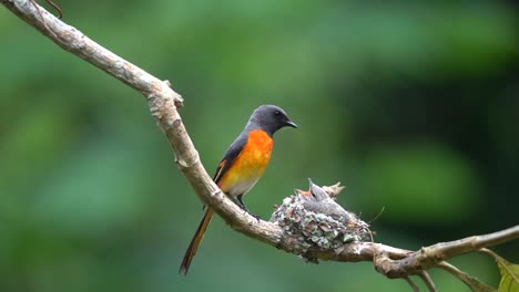 a-cute-baby-bird,-a-small-minivet-was-waiting-in-the-nest-then-its-father-came-with-food-for-it-and-then-went-flying-again