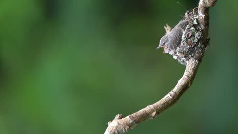 a-hungy-small-minivet-chick-is-in-thest-waiting-for-its-mother-to-finally-come-to-feed-it