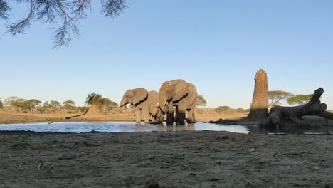 Ruhige-Szene-Einer-Familie-Afrikanischer-Elefanten,-Die-Sich-Um-Ein-Wasserloch-Versammelt,-Um-Ihren-Durst-Im-Herzen-Der-Afrikanischen-Savanne-Zu-Löschen