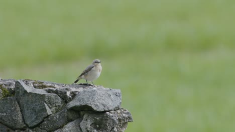 Northern-wheatear-on-stone-ruins-in-bright-daylight