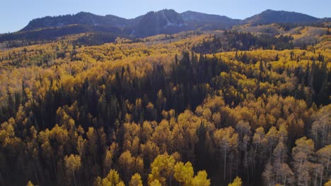 Sweeping-aerial-shot-of-the-yellow-aspen-tree-tops-surrounded-by-snowcapped-mountains-in-Utah