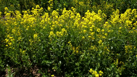 Close-up-of-bright-yellow-rapeseed-blooms-in-a-sunlit-field