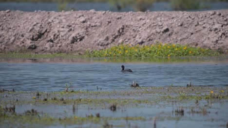 Black-Eurasian-coot-bird-swimming-against-river-current-along-shore