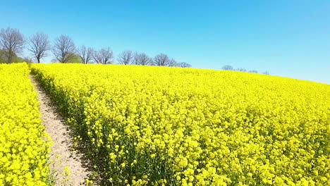 Vivid-yellow-rapeseed-flowers-in-bloom,-pathway-through-fields