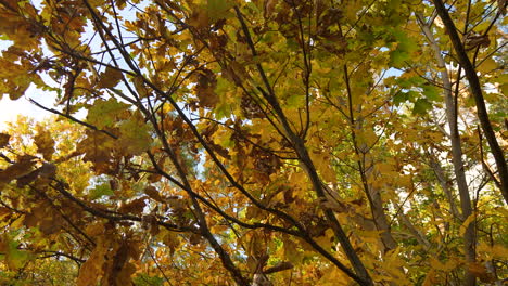 Yellow-and-green-autumn-leaves-against-a-clear-blue-sky